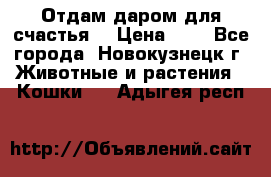 Отдам даром для счастья. › Цена ­ 1 - Все города, Новокузнецк г. Животные и растения » Кошки   . Адыгея респ.